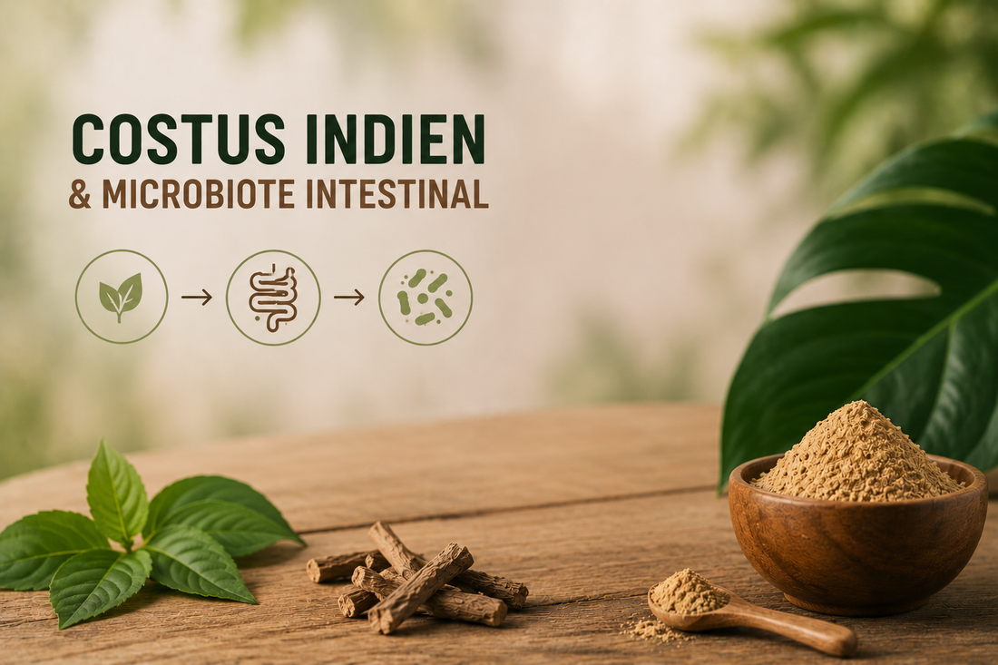 Costus indien et microbiote intestinal