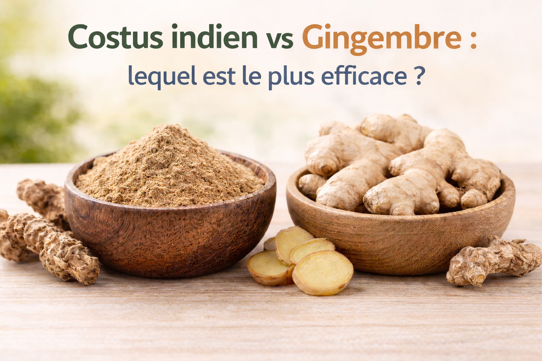 Costus indien vs gingembre : lequel est le plus efficace ?