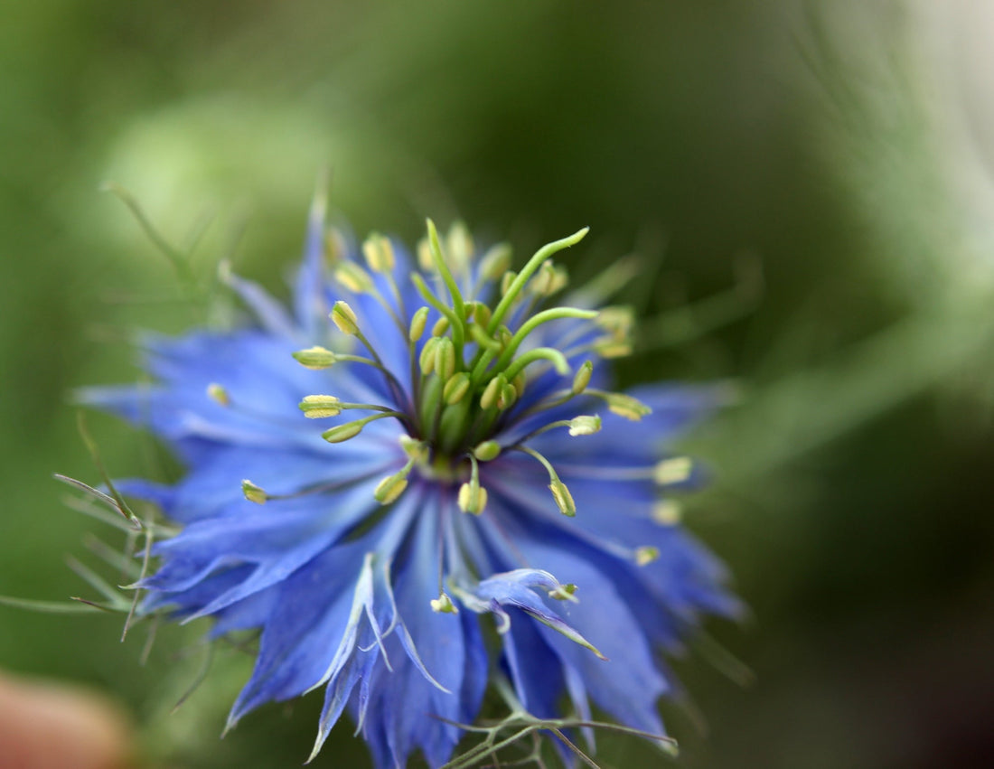 Nigelle et microbiote intestinal : quel impact réel ?