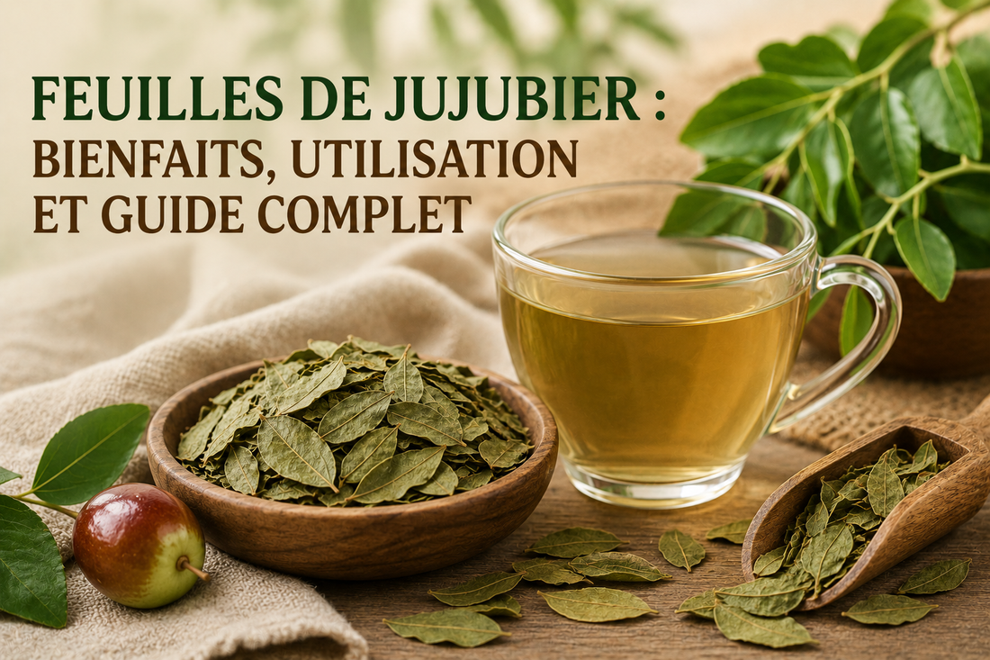 Feuilles de jujubier : bienfaits, utilisation et guide complet