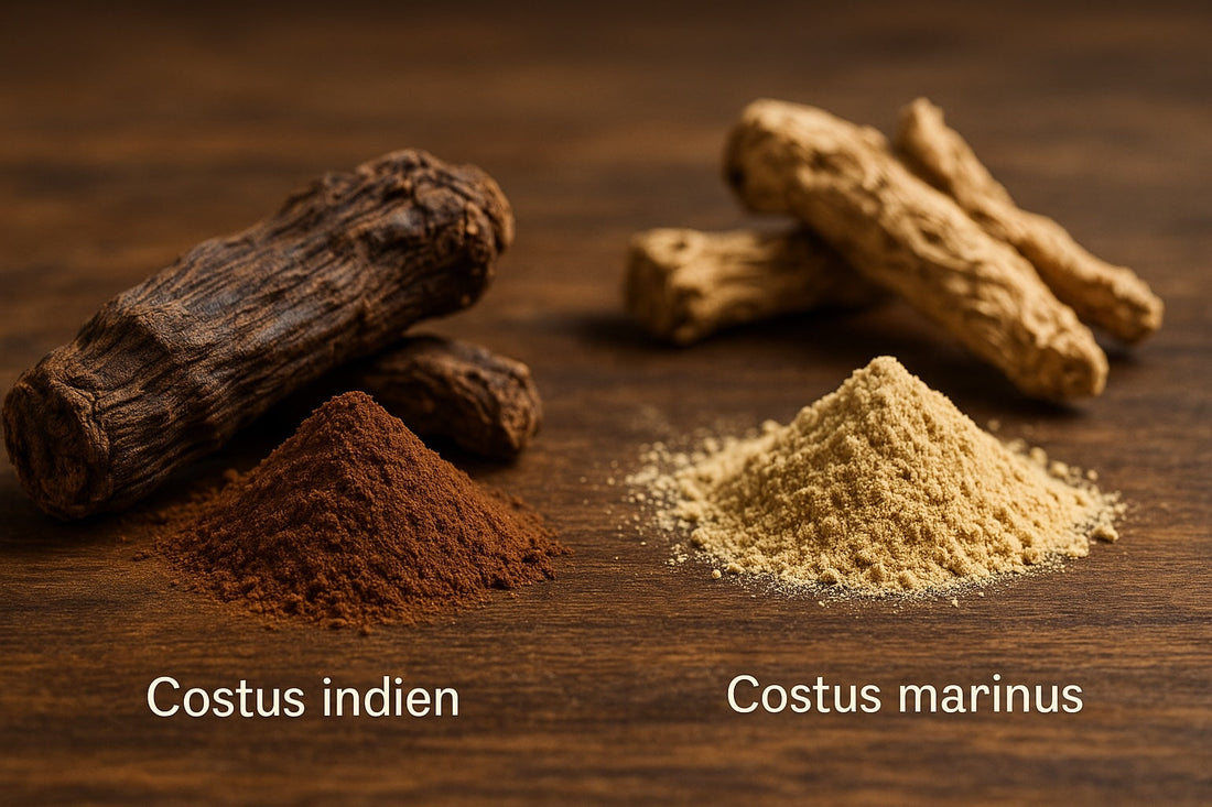 Les différences entre le costus indien et le costus marin