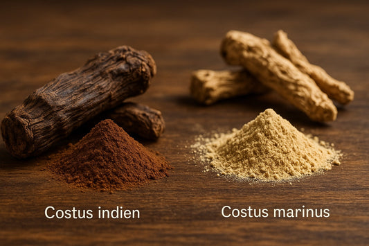 Les différences entre le costus indien et le costus marin