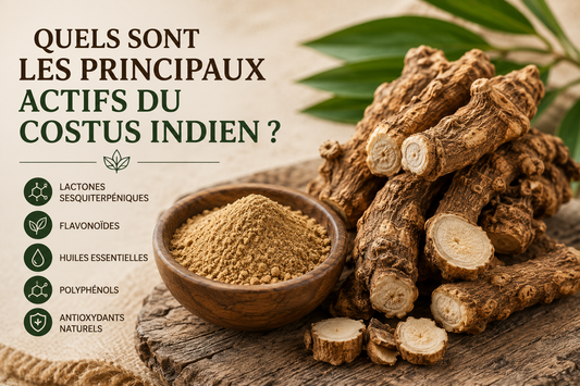 Quels sont les principaux actifs du costus indien ?
